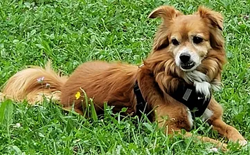 BraunPapito(bearbeitet)1