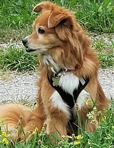 BraunPapito(bearbeitet)2