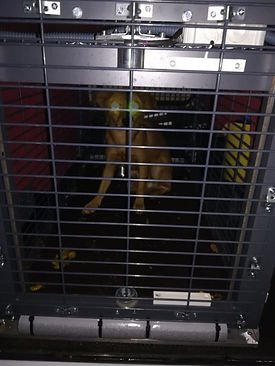 InkedInkedInkedLenny in der Falle2 (bear