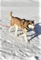 Jellenz-SiegelLuna1 (bearbeitet)