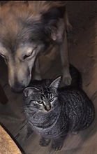 ParnickelToulouse2 (bearbeitet)