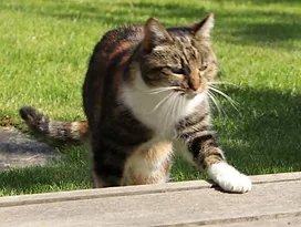 RÜHTER ECKHART (Schecki)1