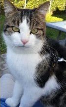 RohkammSilver (bearbeitet)