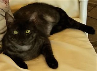 SchoberEbonee(bearbeitet)