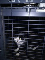 SchönfelderPepito_in_der_Falle_(Original