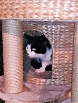 SchönfelderPepito_wieder_zuhause_(bearbe