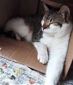 Seidl,Paulchen(bearbeitet)